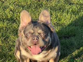 French Bulldog dogs in Dundee - Advert 31