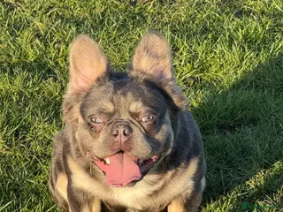 French Bulldog dogs Lilac and tan carrying cream , fluffy L3 L1 in Dundee - Advert 11