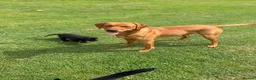 Labrador Retriever dogs for sale: KC Labrador pups for sale (fox red and black) in Shrewsbury - Advert 15