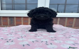 Miniature Poodle dogs for sale: Miniature poodles REDUCED READY TO LEAVE NOW  - Image 29