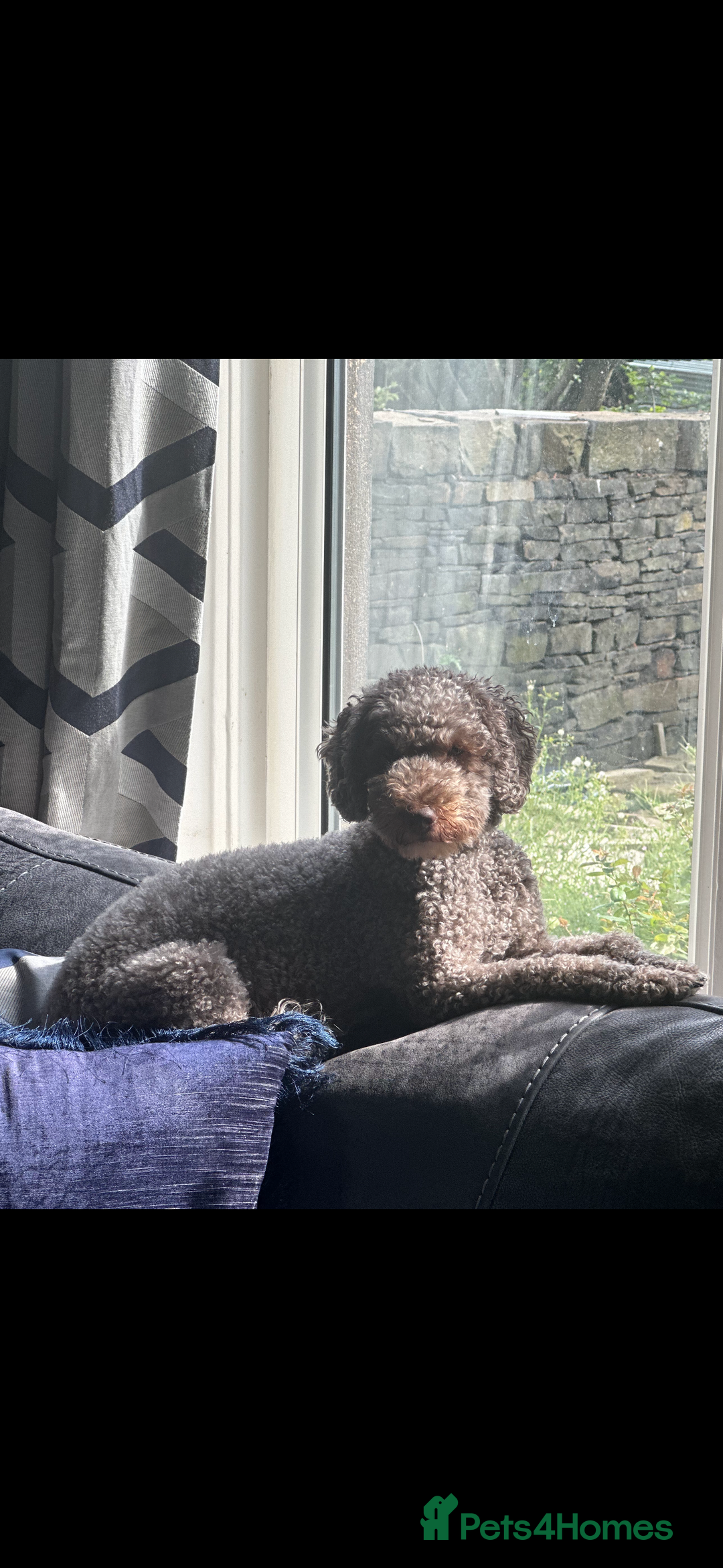 Miniature Poodle dogs for sale: Miniature poodle puppies DUE 8th DEC - Image 4
