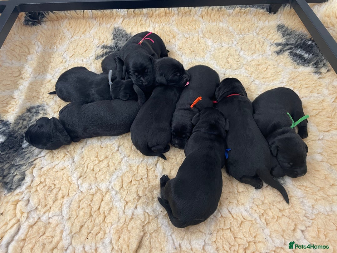 Labrador Retriever dogs for sale: working male black lab puppies  - Image 11