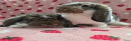German Lop rabbits for sale: Pure German Lop 2 Bucks ☆silly tame - Advert 3