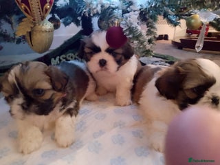 Shih Tzu dogs 3 lovely girl shih tzu puppies - Advert 19