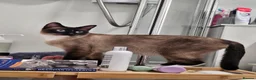 Snowshoe cats for sale: Rare pedigree snowshoe kittens - Advert 1