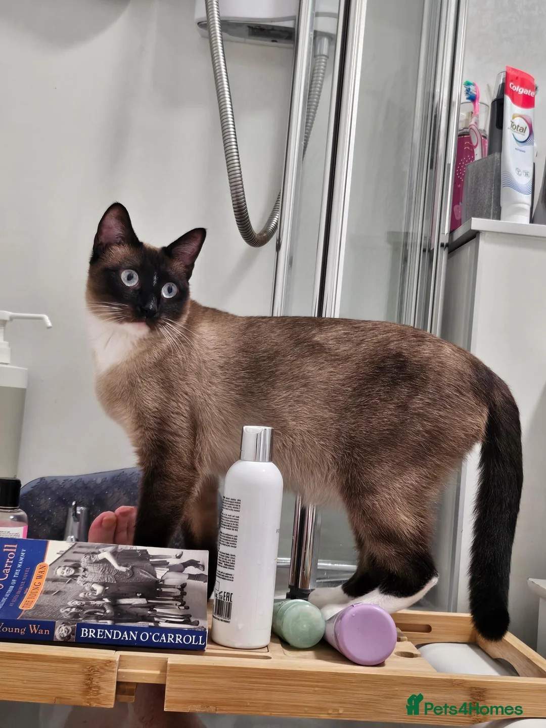 Snowshoe cats for sale: Rare pedigree snowshoe kittens - Advert 1