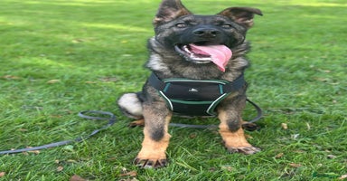 German Shepherd dogs - Advert 3