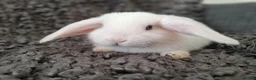 Mini Lop rabbits for sale: Baby Mini Lop Rabbits for sale - Advert 5