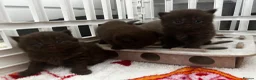 British Shorthair cats for sale: Chocolate/Lilac BSH and BLH Kittens - Advert 1
