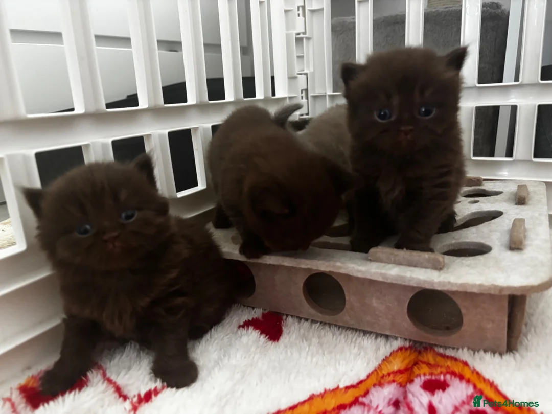 British Shorthair cats for sale: Chocolate/Lilac BSH and BLH Kittens - Advert 1