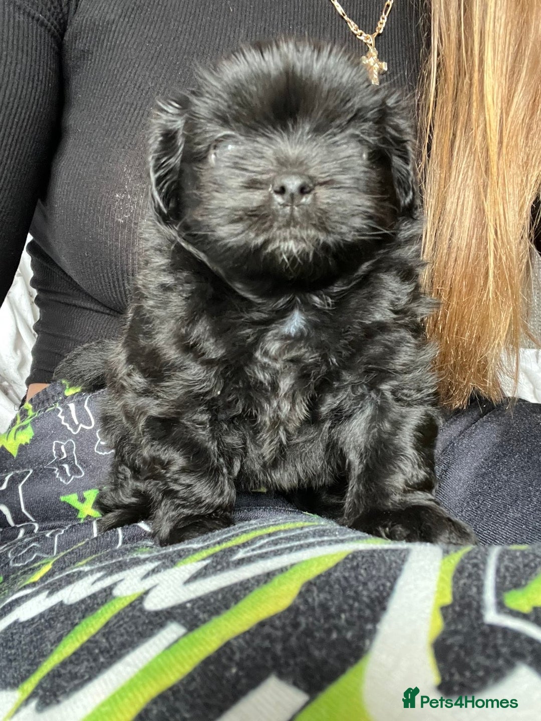 Shih Tzu dogs for sale: Bear 🐻  - Image 7