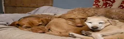 Hungarian Vizsla dogs for sale: 11 amazing wire haired vizsla puppies - Advert 14