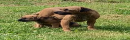 Border Terrier dogs for sale: Champion bred companion  - Advert 6