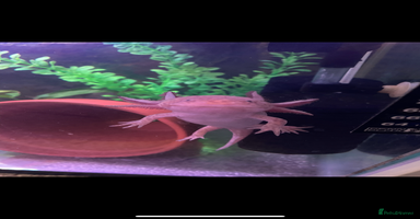 Axolotl reptiles - Advert 5