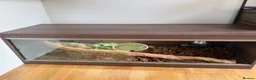 Python Snake reptiles for sale: Ball Python (Male) with Full Setup – Approx. 6Yrs in Derby - Advert 5