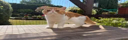 Exotic cats for sale: Gorgeous Red Tabby/White Exotic Boy - Advert 3