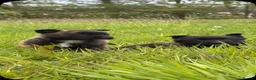 Belgian Shepherd Dog dogs for sale: Mother Dutch herder father Belgian shepherd  - Advert 6