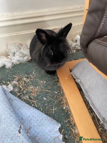 Lionhead rabbits in Wallasey - Advert 17