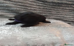 Jackapoo dogs for sale: Beautiful Jackapoos puppies - Advert 25