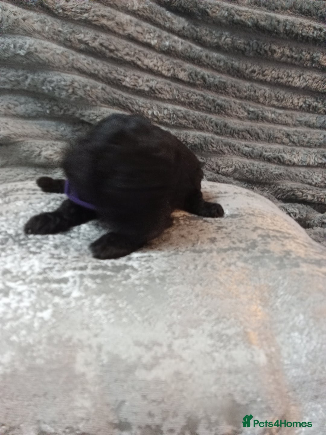 Jackapoo dogs for sale: Beautiful Jackapoos puppies - Advert 25