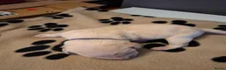 Labrador Retriever dogs for sale: Beautiful Kennel Club Registered Labrador Puppies in Ayr - Advert 22
