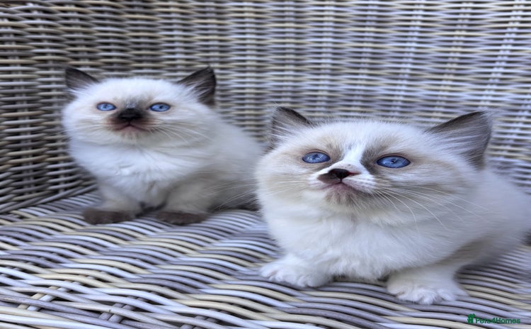 Ragdoll cats - Advert 9