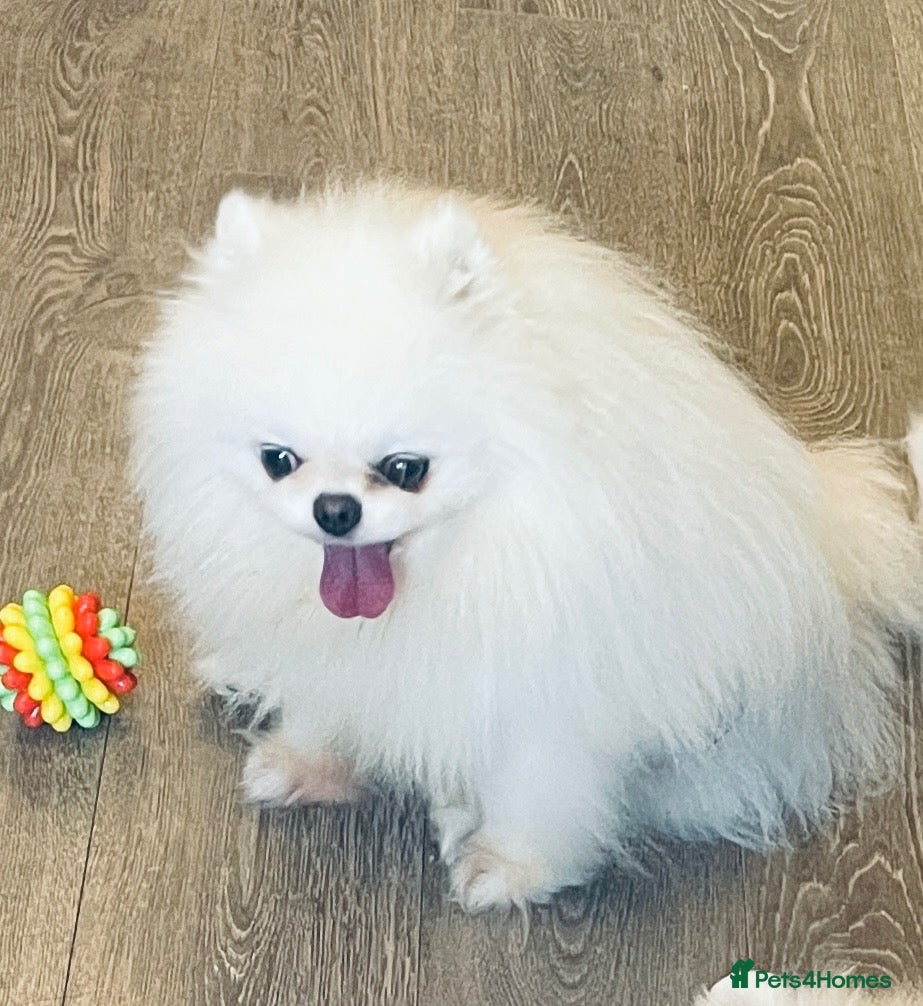 Pomeranian dogs Ice White Boy for Stud Only , Kc 🌟🌟🌟🌟🌟 - Advert 2
