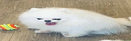 Pomeranian dogs for stud: Ice White Boy for Stud Only , Kc 🌟🌟🌟🌟🌟 - Advert 1