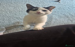 Mixed Breed cats for sale: Two inseparable kittens  - Image 12