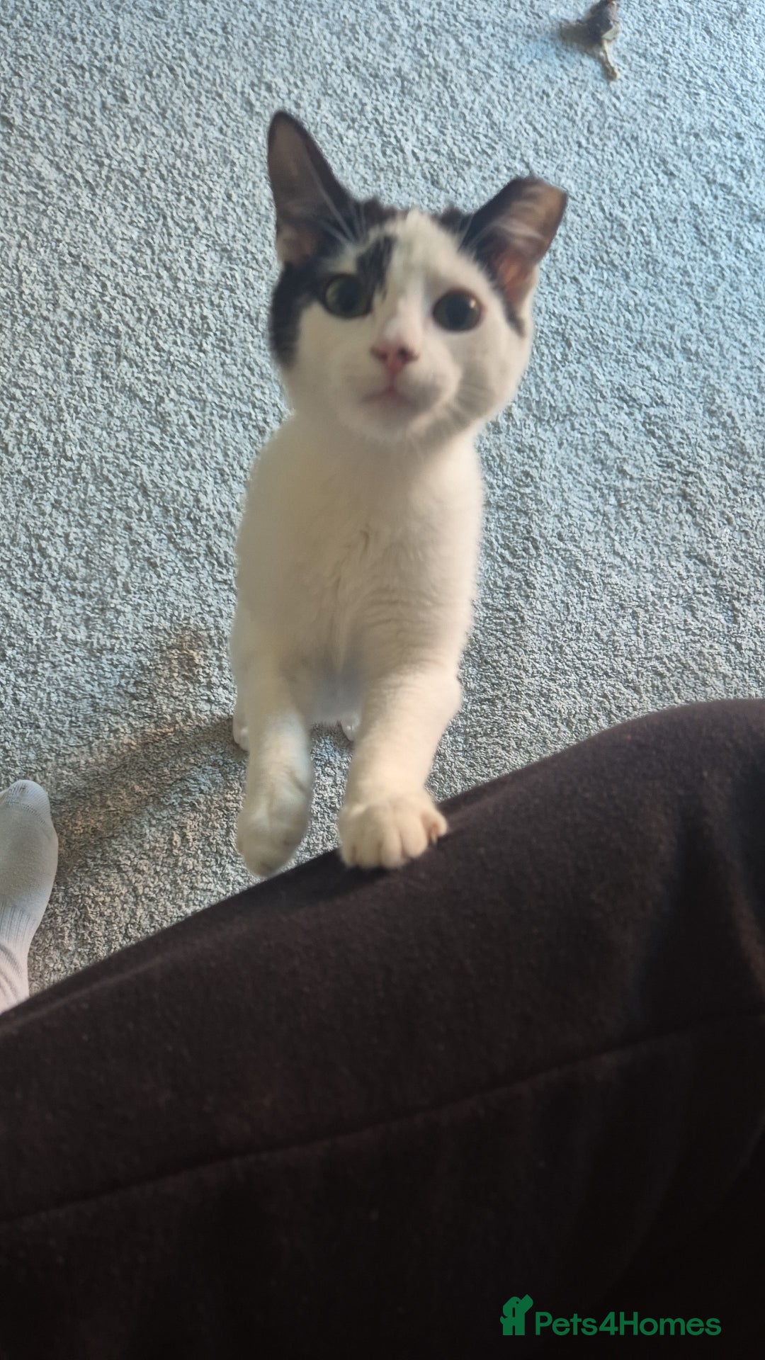 Mixed Breed cats for sale: Two inseparable kittens  - Image 12