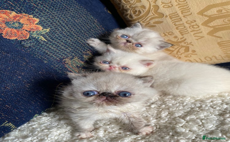 Exotic cats - Advert 2