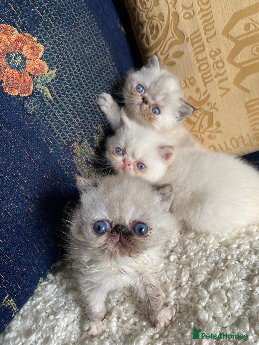 Exotic cats for sale: Outstanding exotic kittens  - Image 4