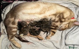 Bengal cats for sale: Two remaining kittens  - Image 5