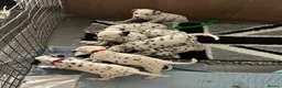 Dalmatian dogs for sale: Dalmatian Puppies  - Advert 18