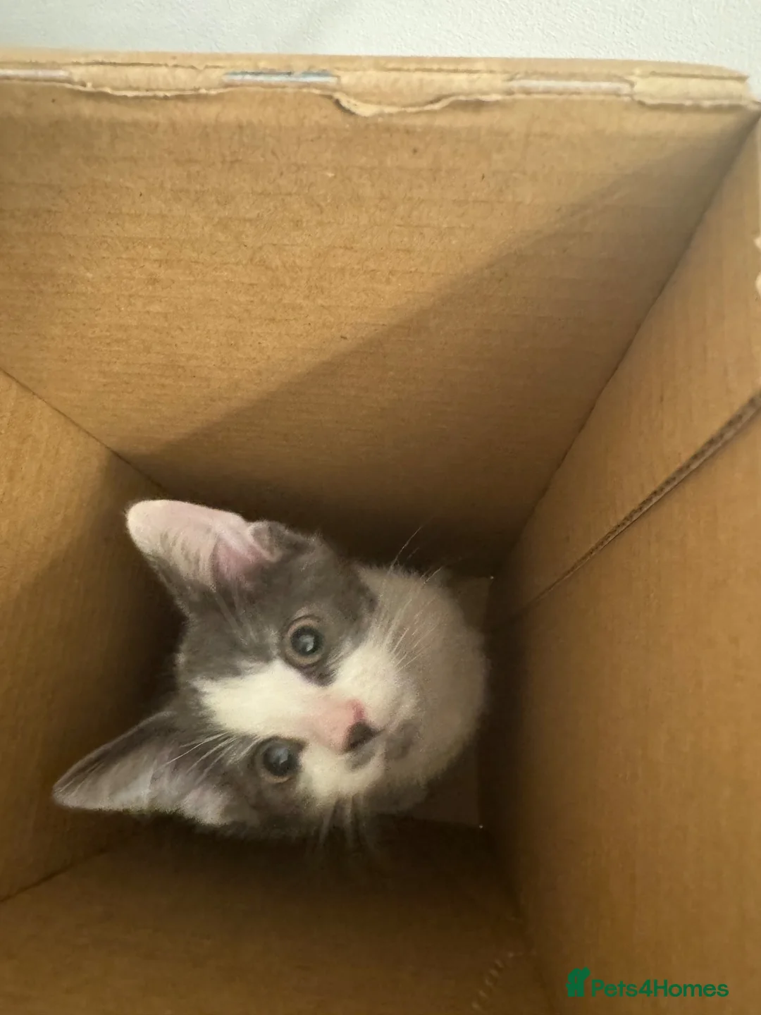 Mixed Breed cats for sale: Male and Female Kittens ready for Forever home  in Shipley - Advert 2