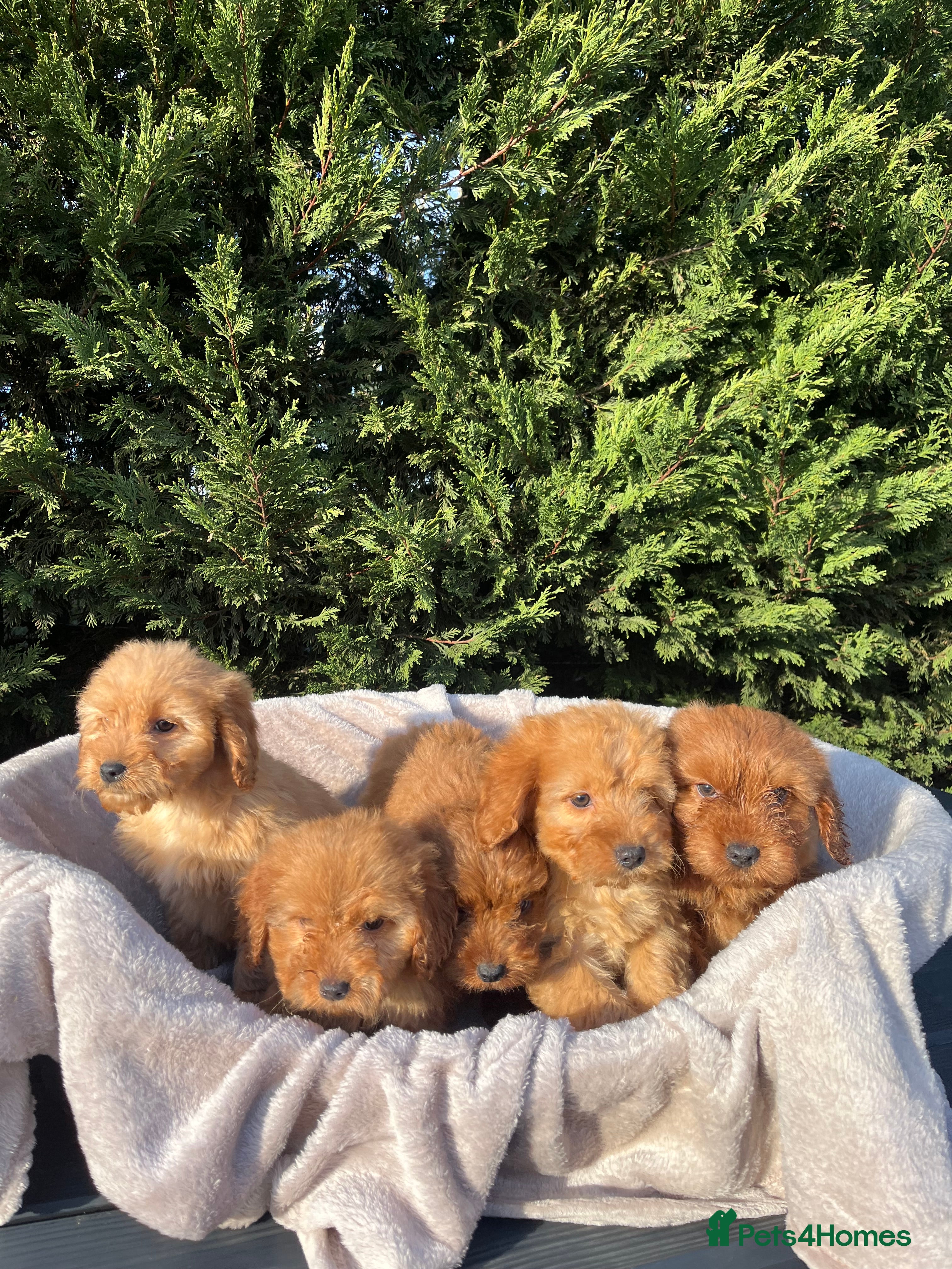 Cockapoo dogs Five beautiful cockapoos  - Advert 1