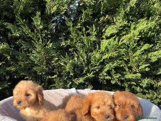 Cockapoo dogs Five beautiful cockapoos - Advert 1