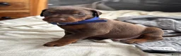 Dobermann dogs for sale: Exceptional Pedigree Doberman pups for sale  - Advert 3