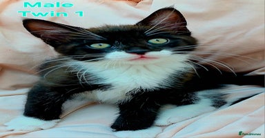 Mixed Breed cats - Advert 12