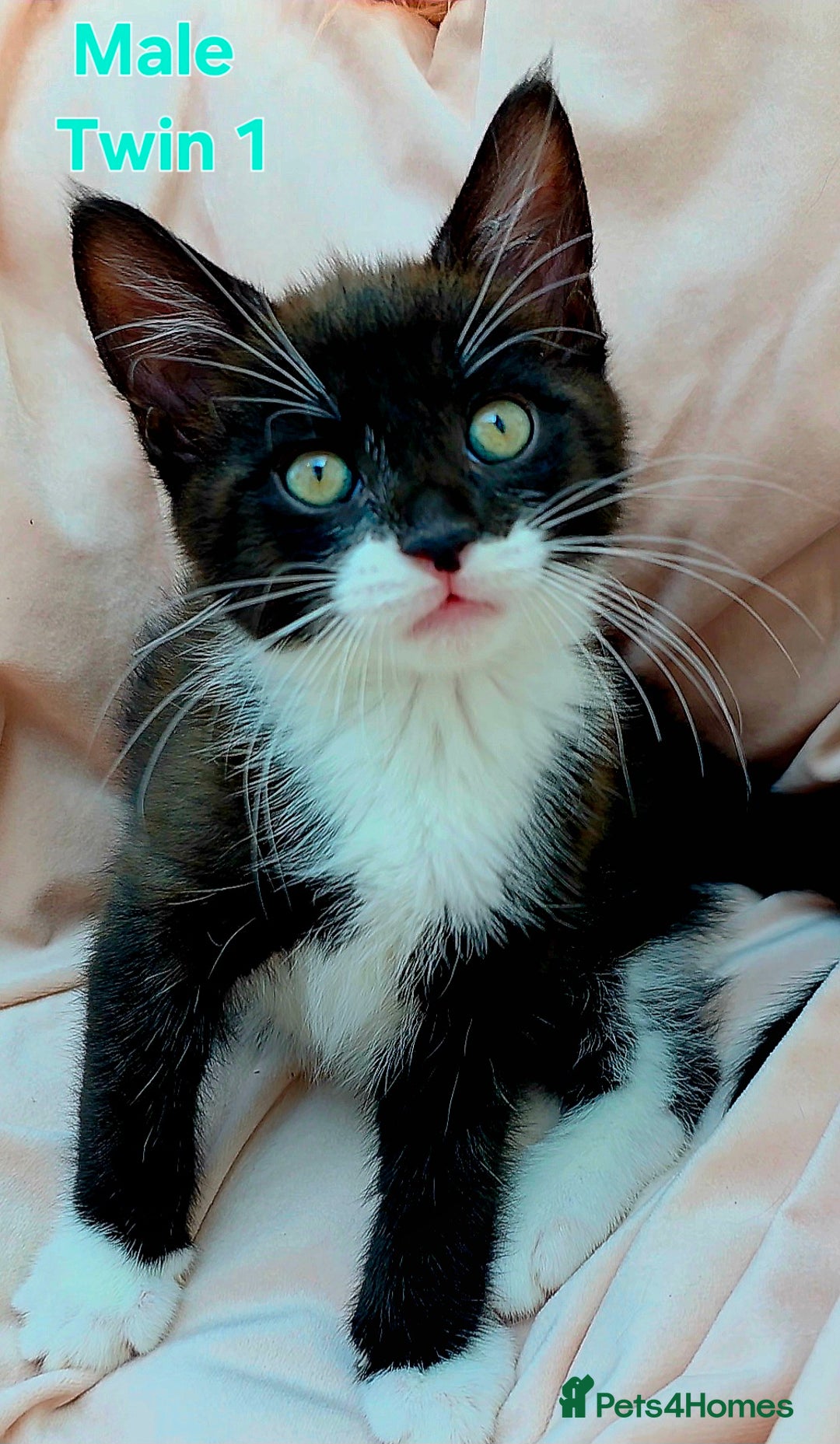 Mixed Breed cats for sale: Maine Coon Cross Kittens Still Available!! - Image 9