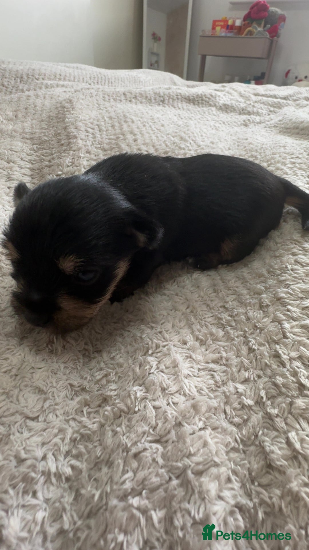 Yorkshire Terrier dogs for sale: Yorkshire Terrier Puppies  - Advert 15