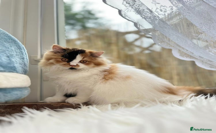 British Longhair cats - Advert 2