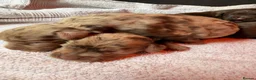Miniature Poodle dogs for stud: Chocolate merle miniature poodle stud - Advert 13