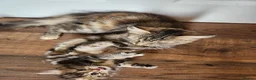 Maine Coon cats for sale: REDUCED due to buyer let down   Ginger girl  - Advert 16