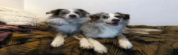 Border Collie dogs for sale: Stunning Champion line puppies  - Advert 26