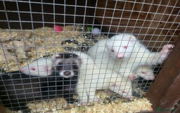 Ferret rodents for sale: Angora x working hobs - Image 7