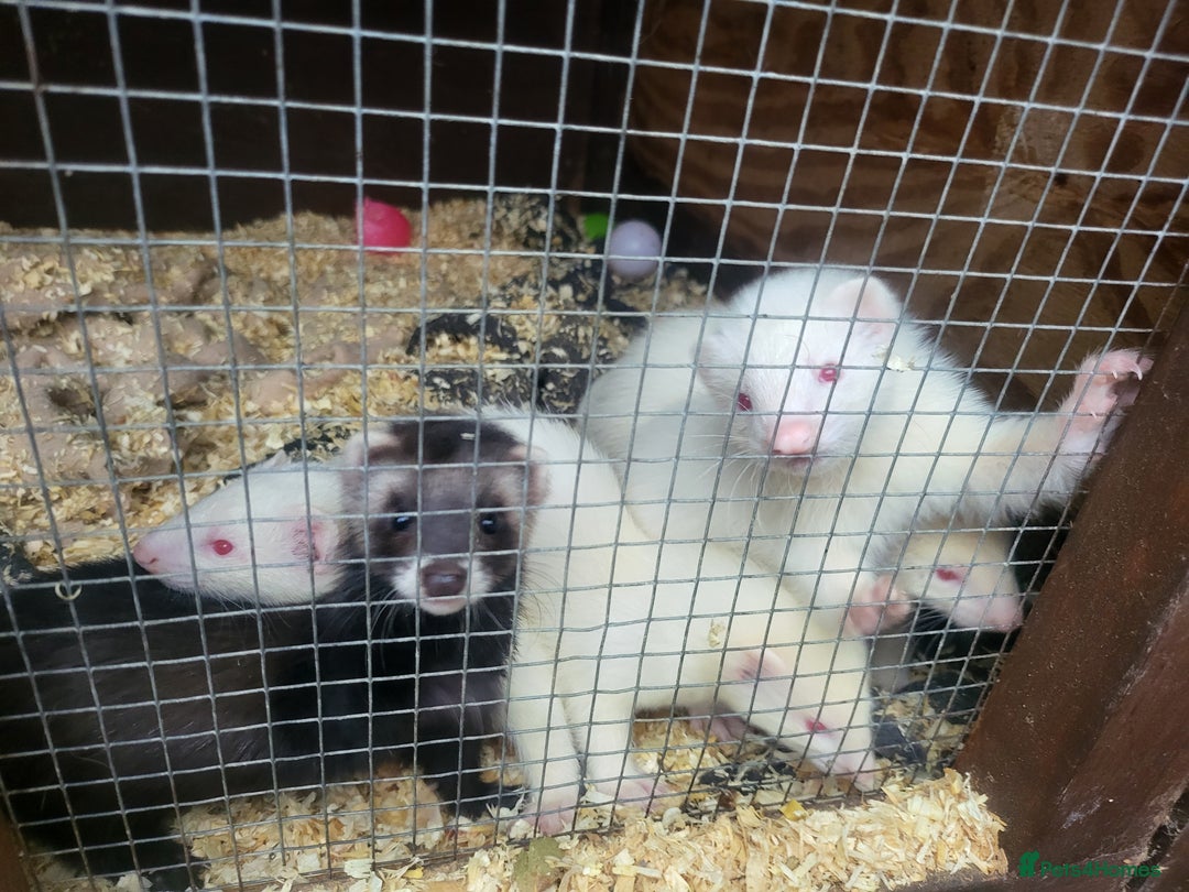 Ferret rodents for sale: Angora x working hobs - Image 7
