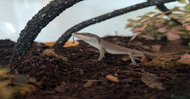 Anole reptiles - Advert 4