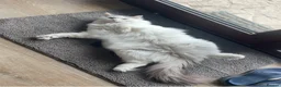Ragdoll cats for sale: 2 Beautiful Ragdoll siblings for re-homing  - Advert 6