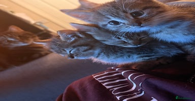 Mixed Breed cats - Advert 13